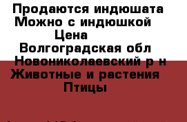 Продаются индюшата. Можно с индюшкой. › Цена ­ 250 - Волгоградская обл., Новониколаевский р-н Животные и растения » Птицы   
